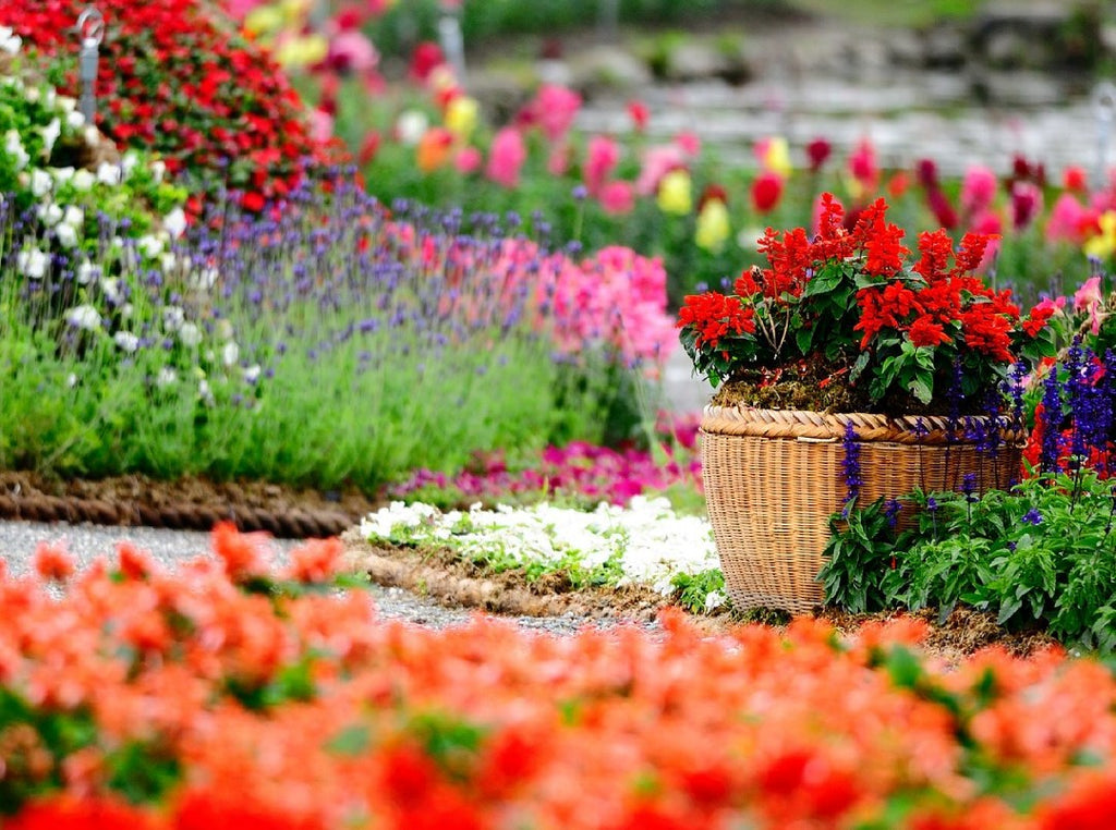 Flower Essences - Yarrow Environmental Solution